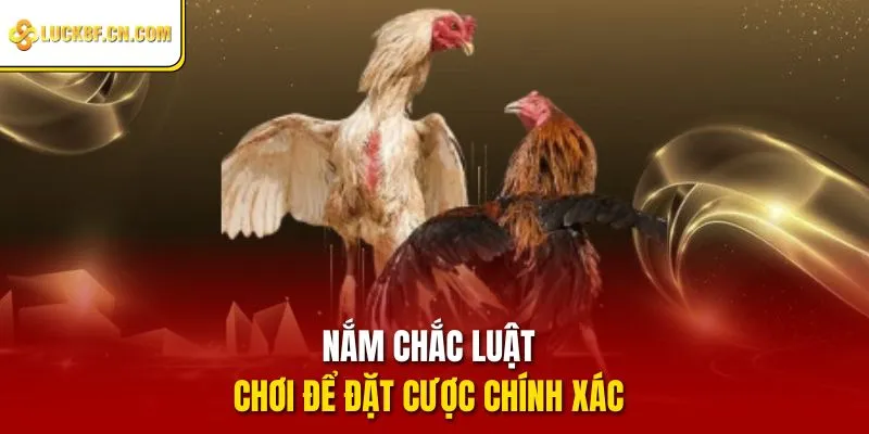 Nắm chắc luật chơi để đặt cược chính xác